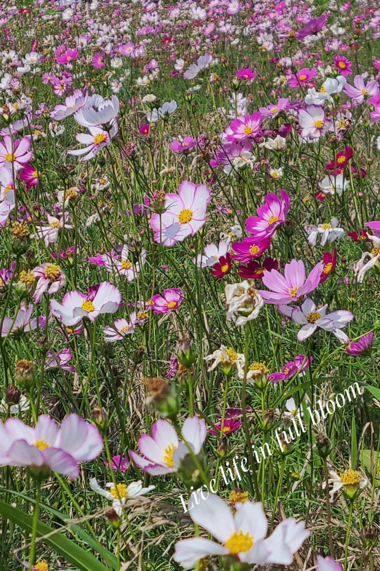 PTA Picnic82 PTA Picnic-82