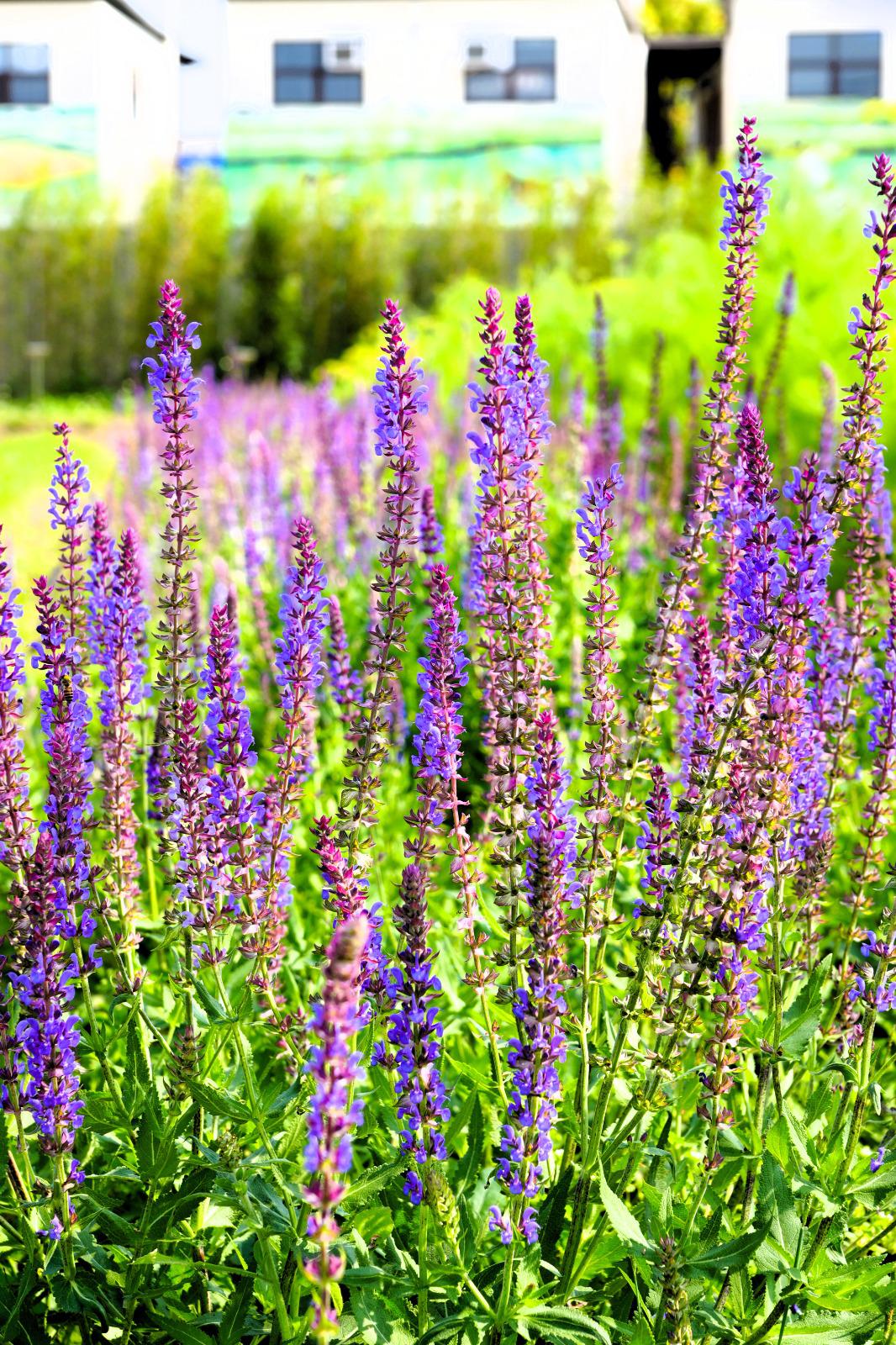 PTA Picnic81 PTA Picnic-81